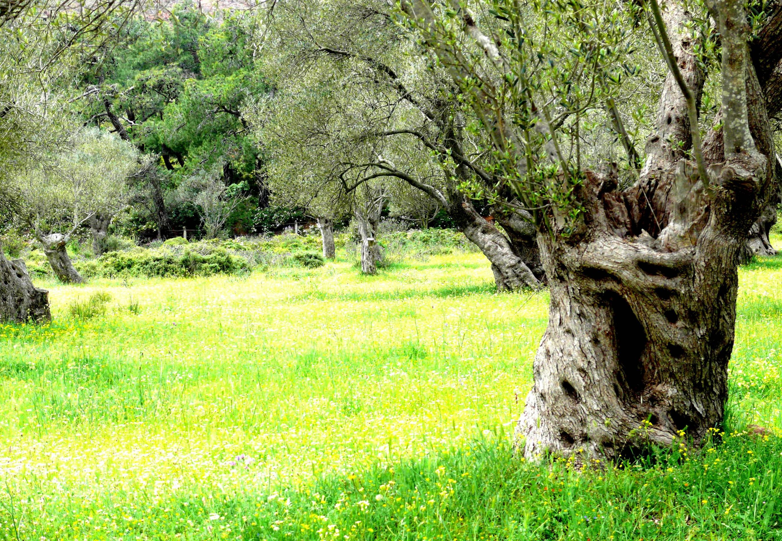 Olive trees