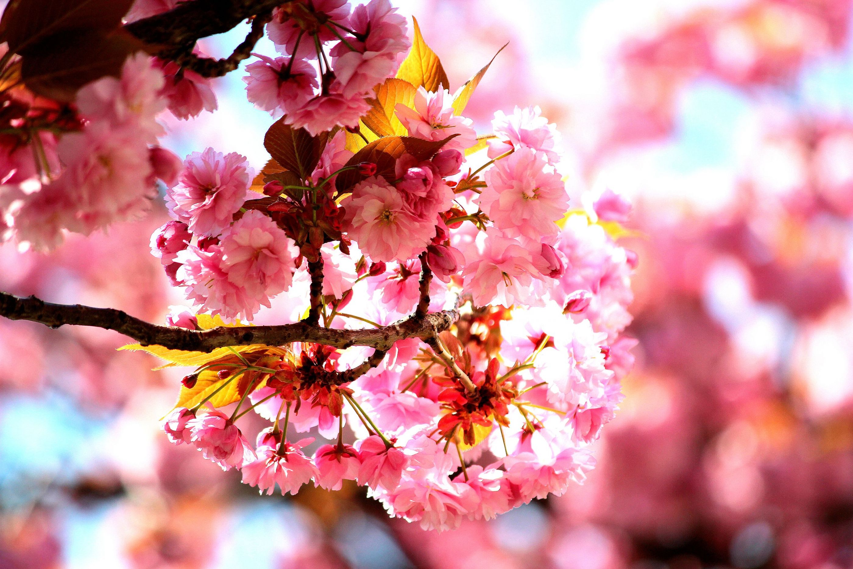 Japanese cherry tree