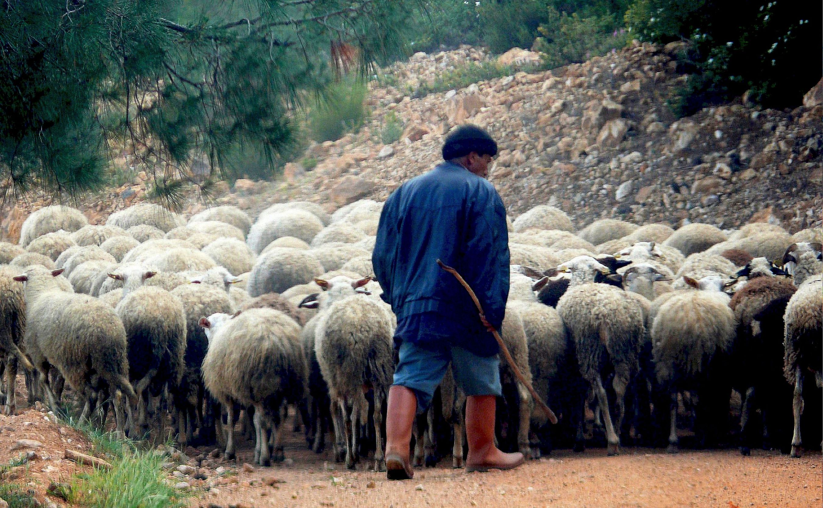 Sheep shepherd