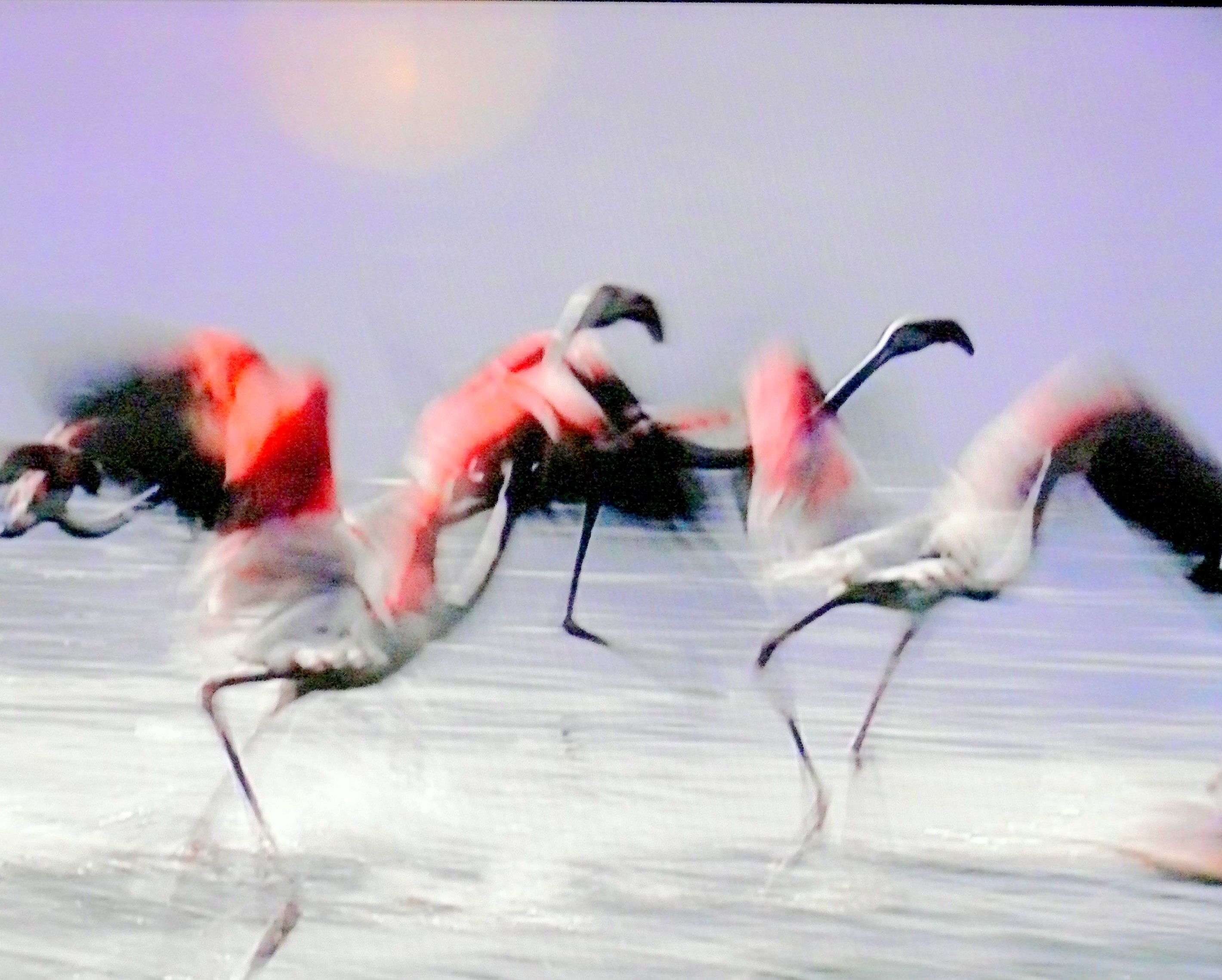 Flamingos