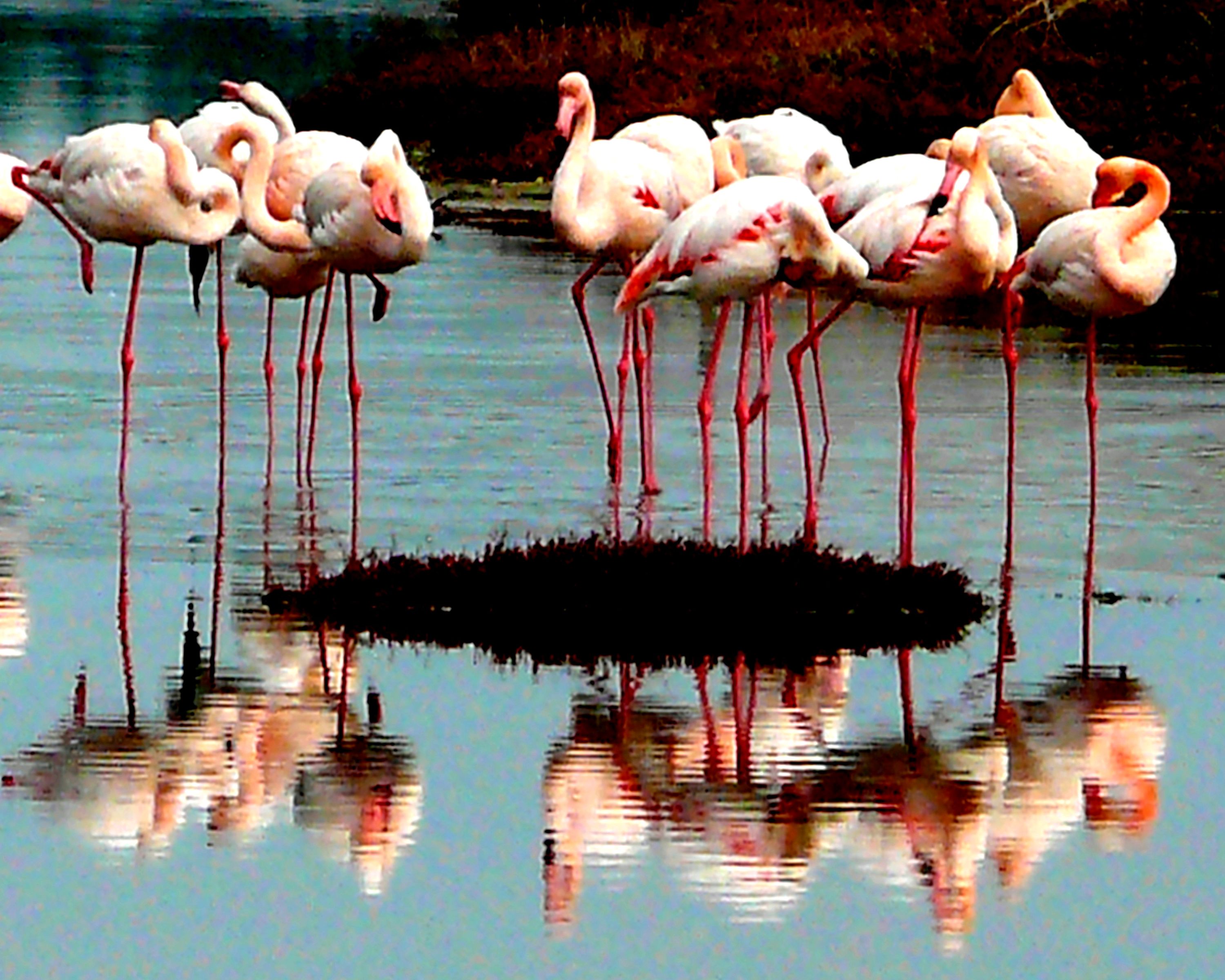 Flamingos