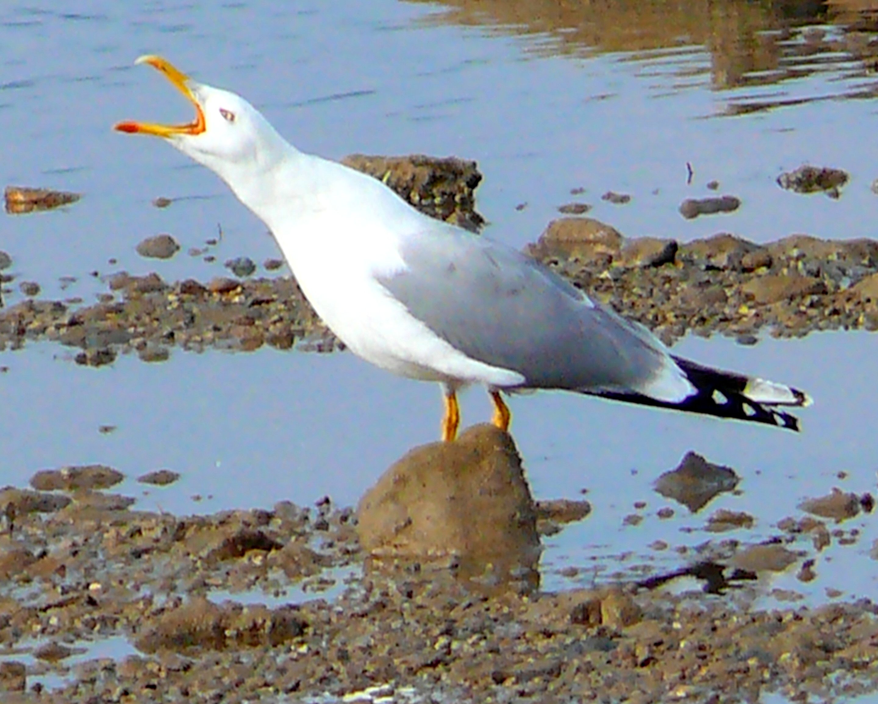 Seagull