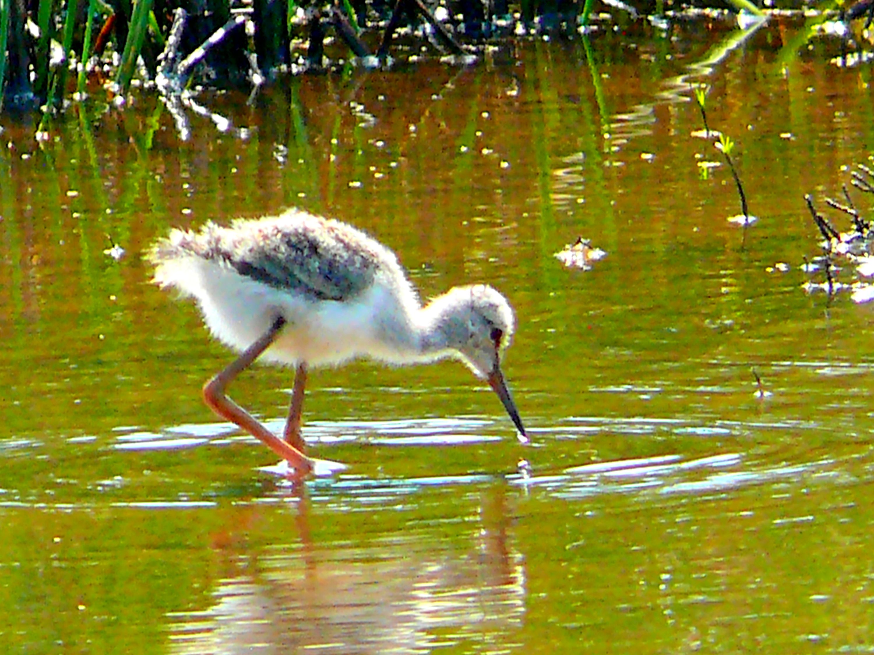 Wild duckling