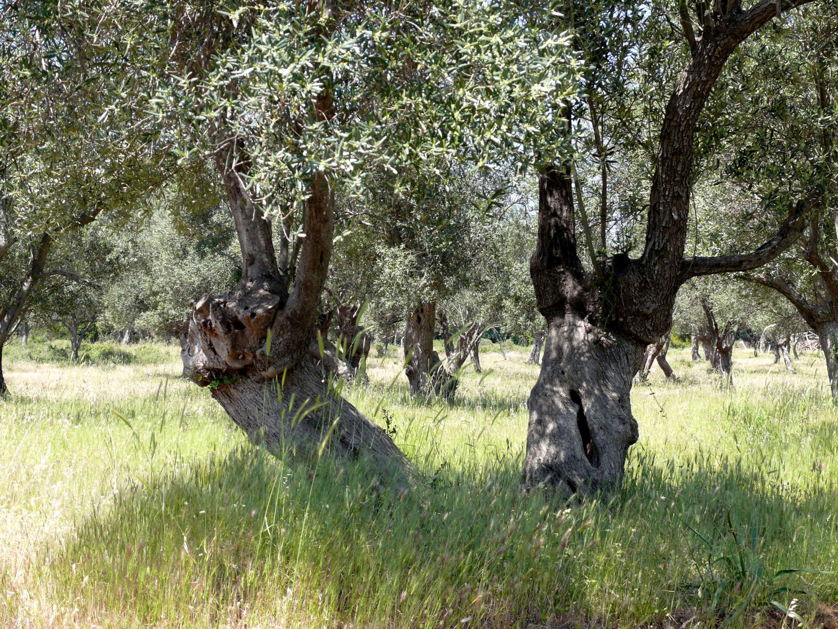 Olive field