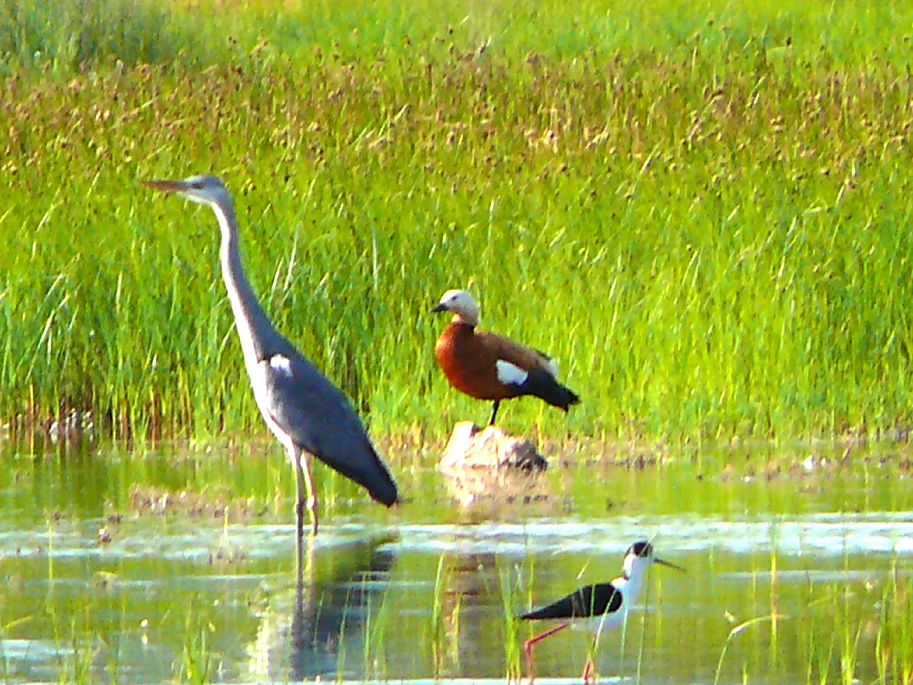 Different wild birds