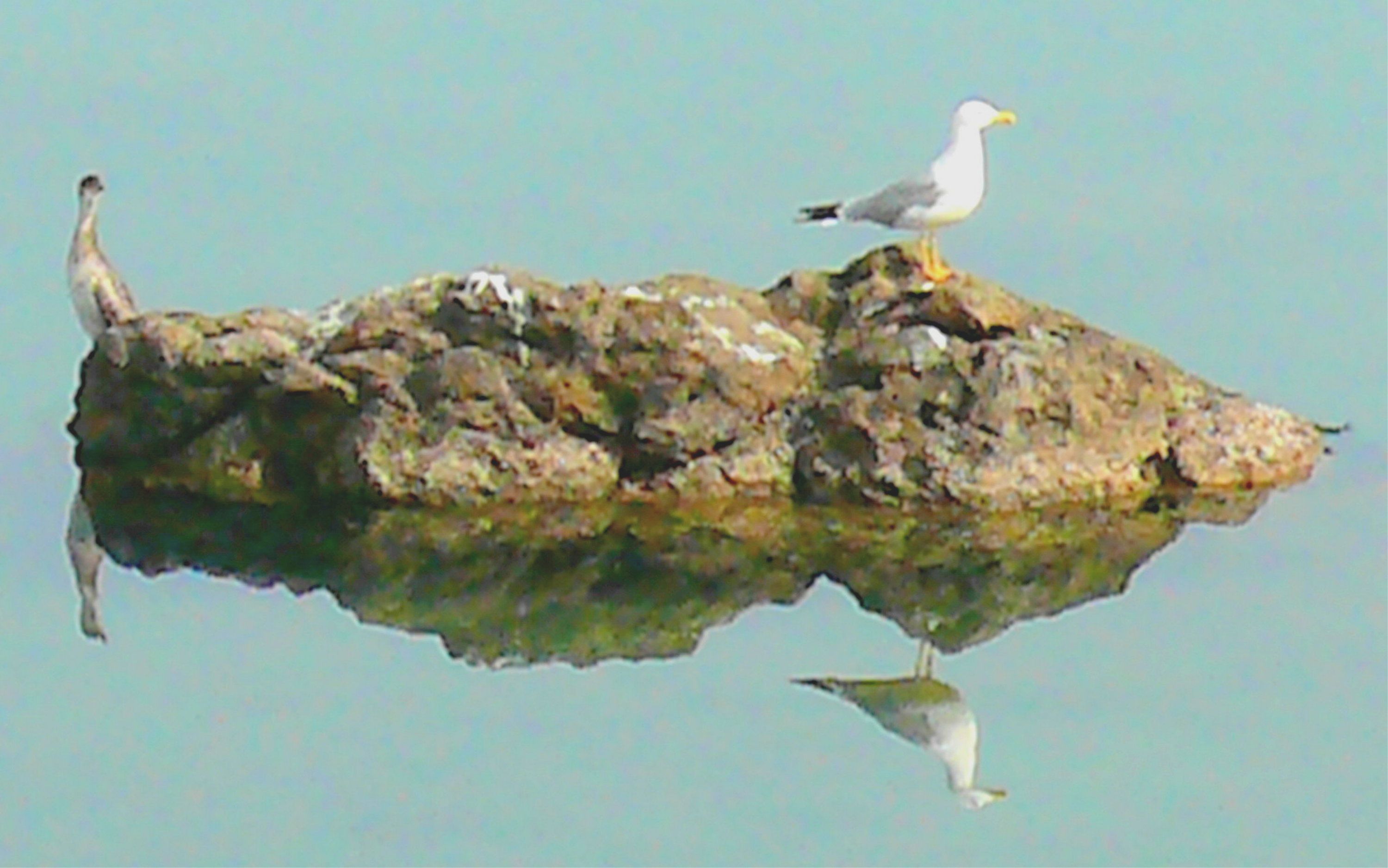 Cormoran and Seagull