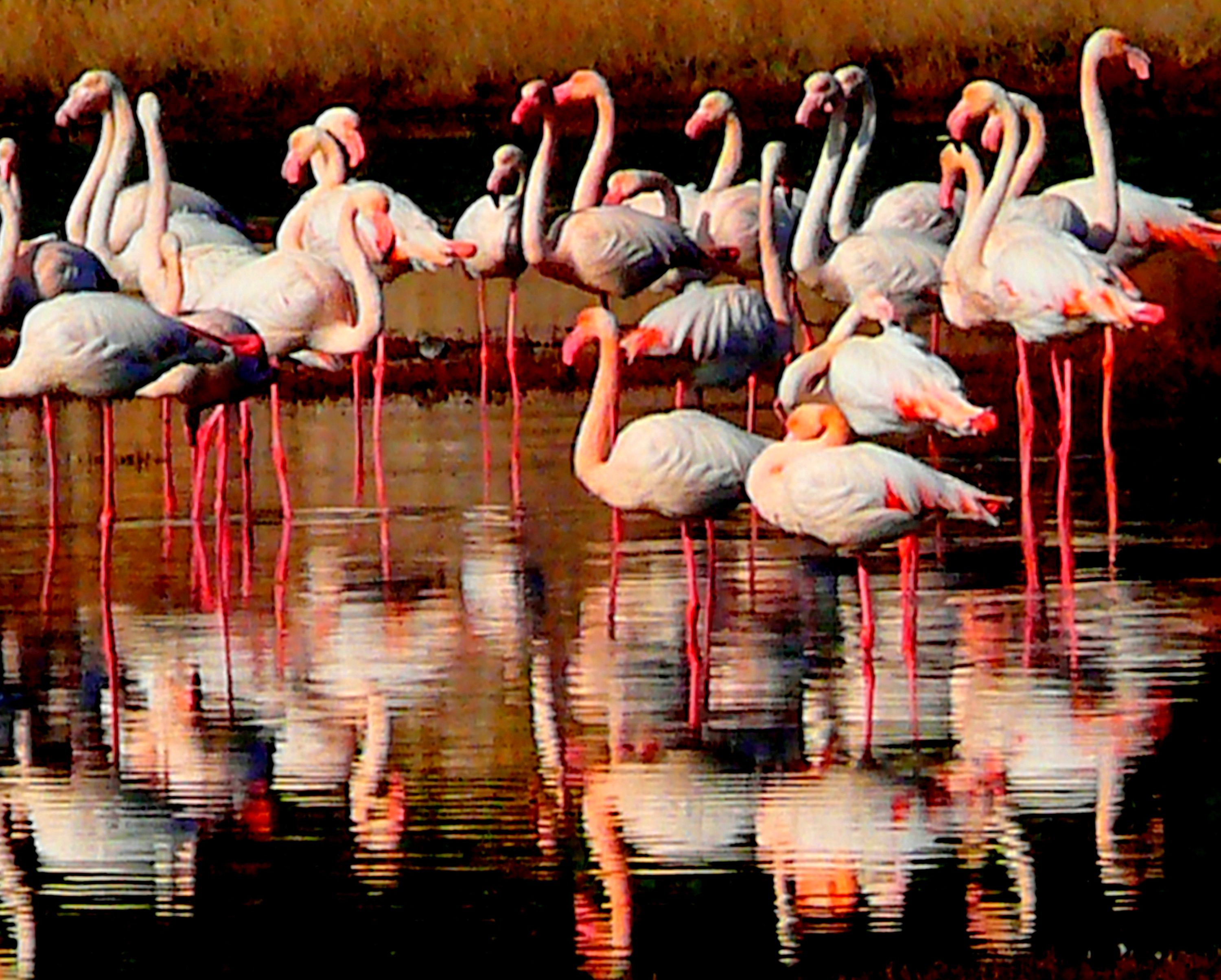 Flamingos