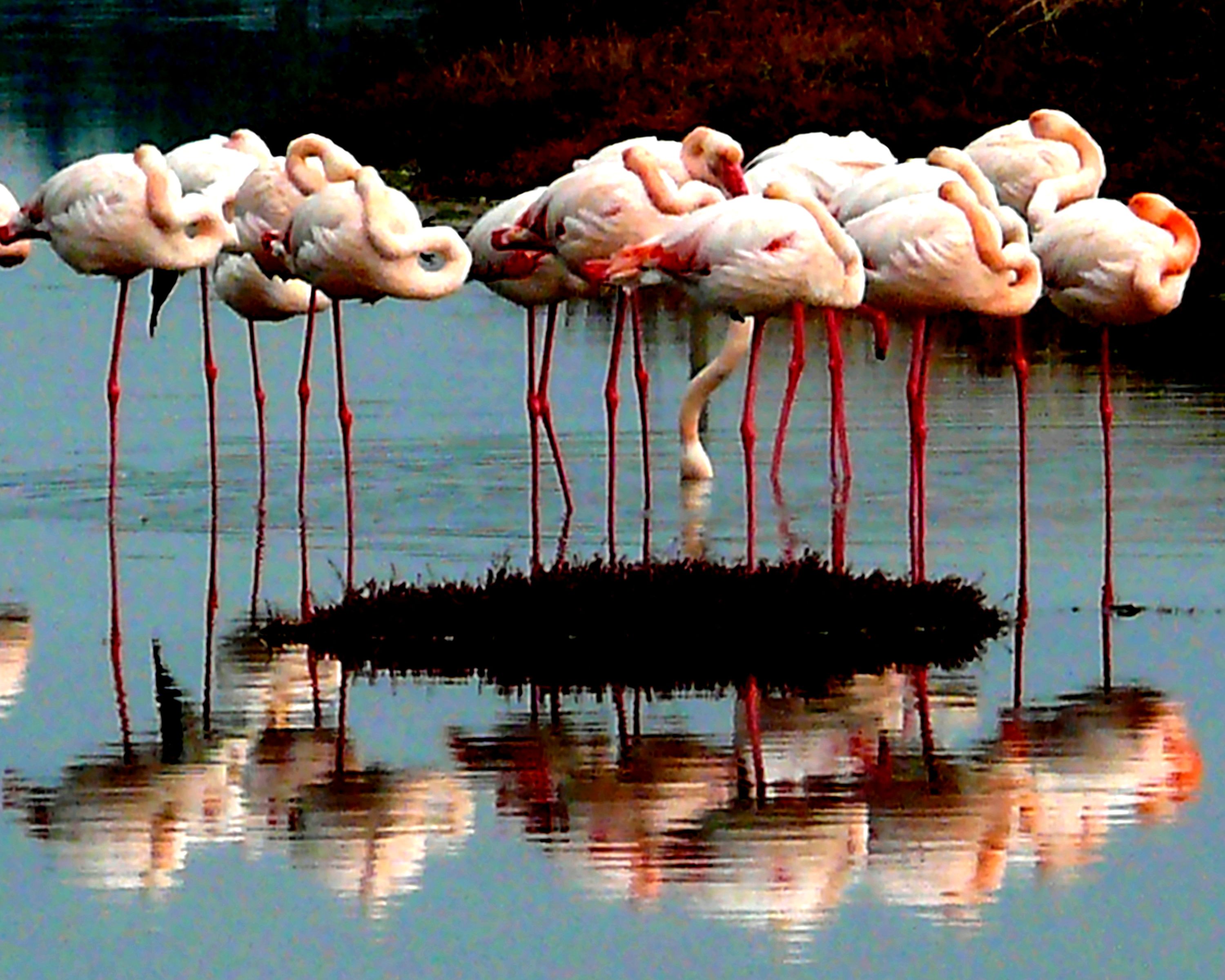 Sleeping flamingos