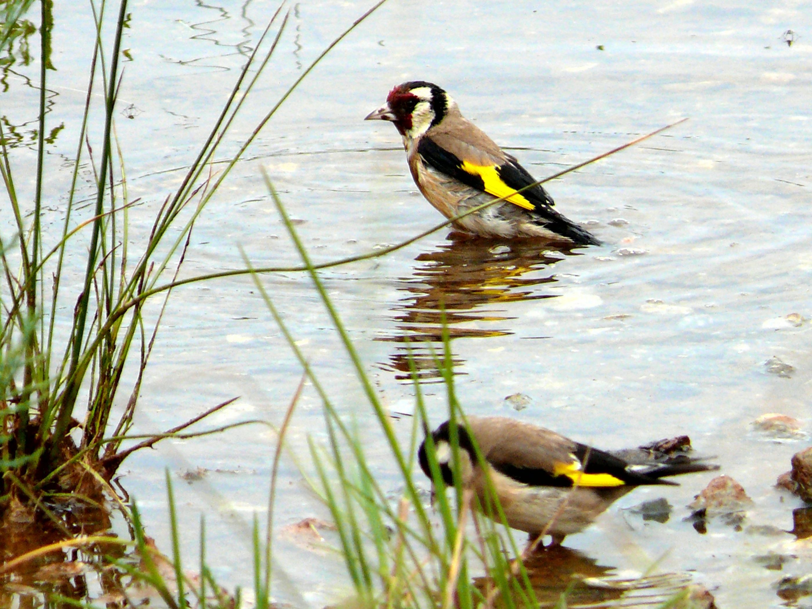 Goldfinch