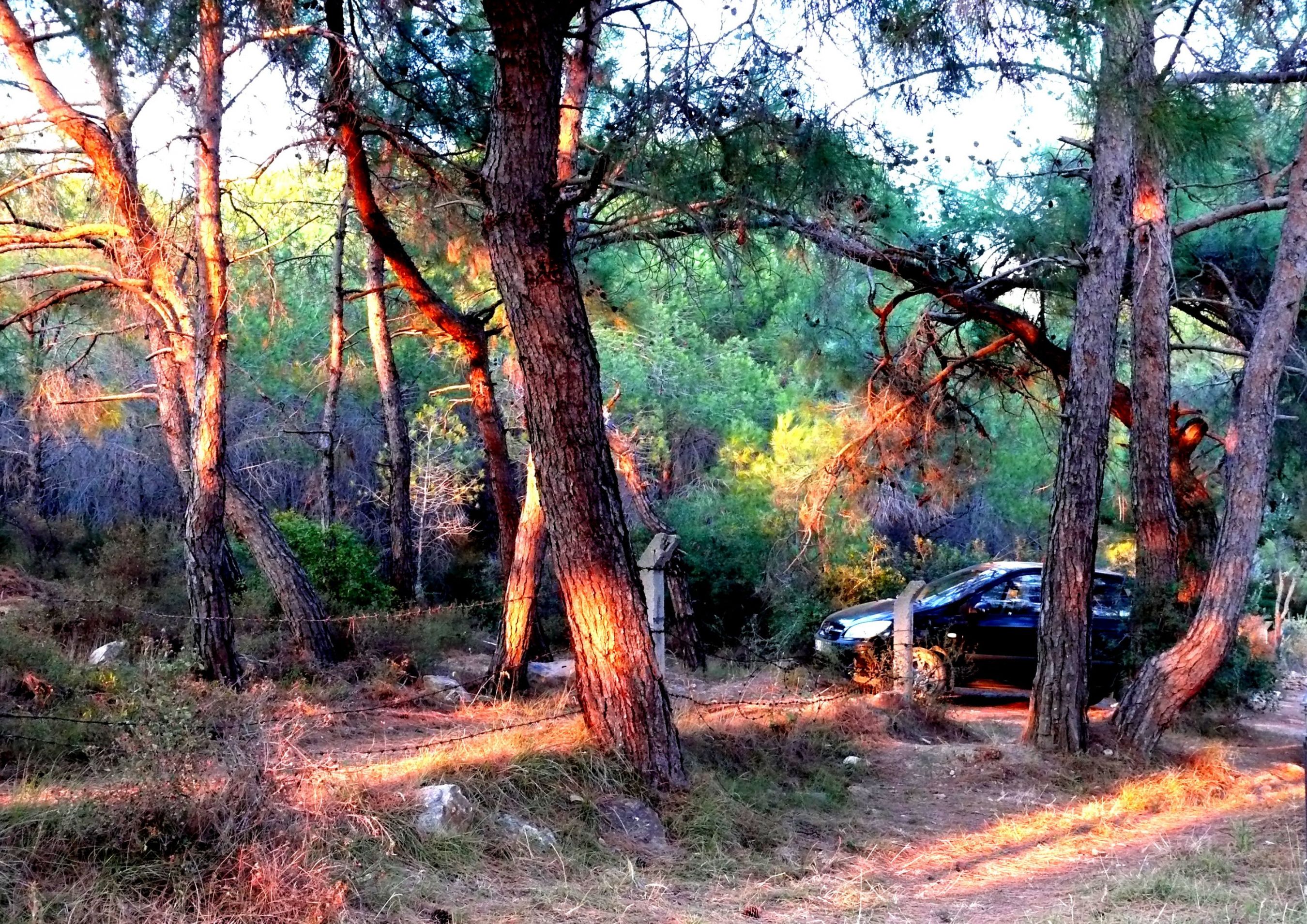 Forest in autumn