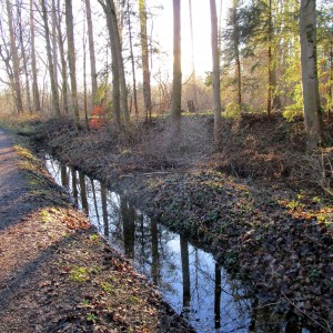 Forest in winter