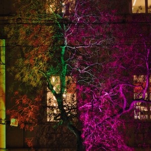 Tree of colors