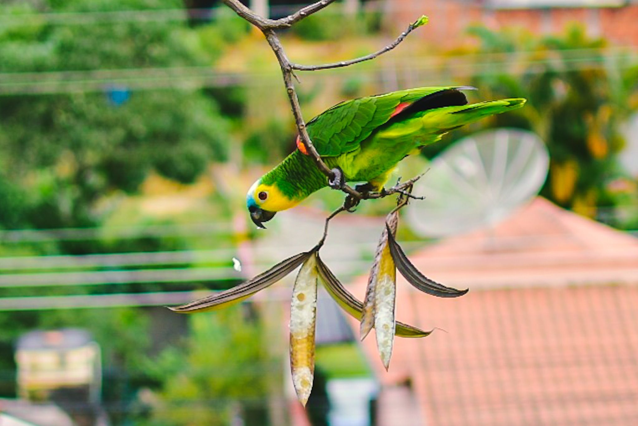 Aves do Brasil & do Mundo - Izo, reinaldo