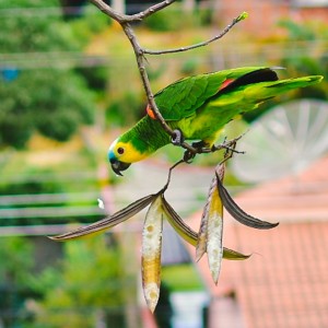 Aves do Brasil & do Mundo - Izo, reinaldo