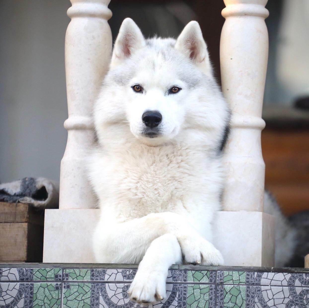 Husky from Chamonix Deus