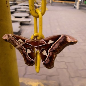 Insetos mariposa