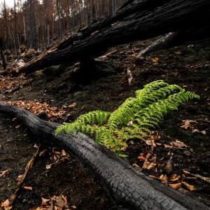 Nový les_2