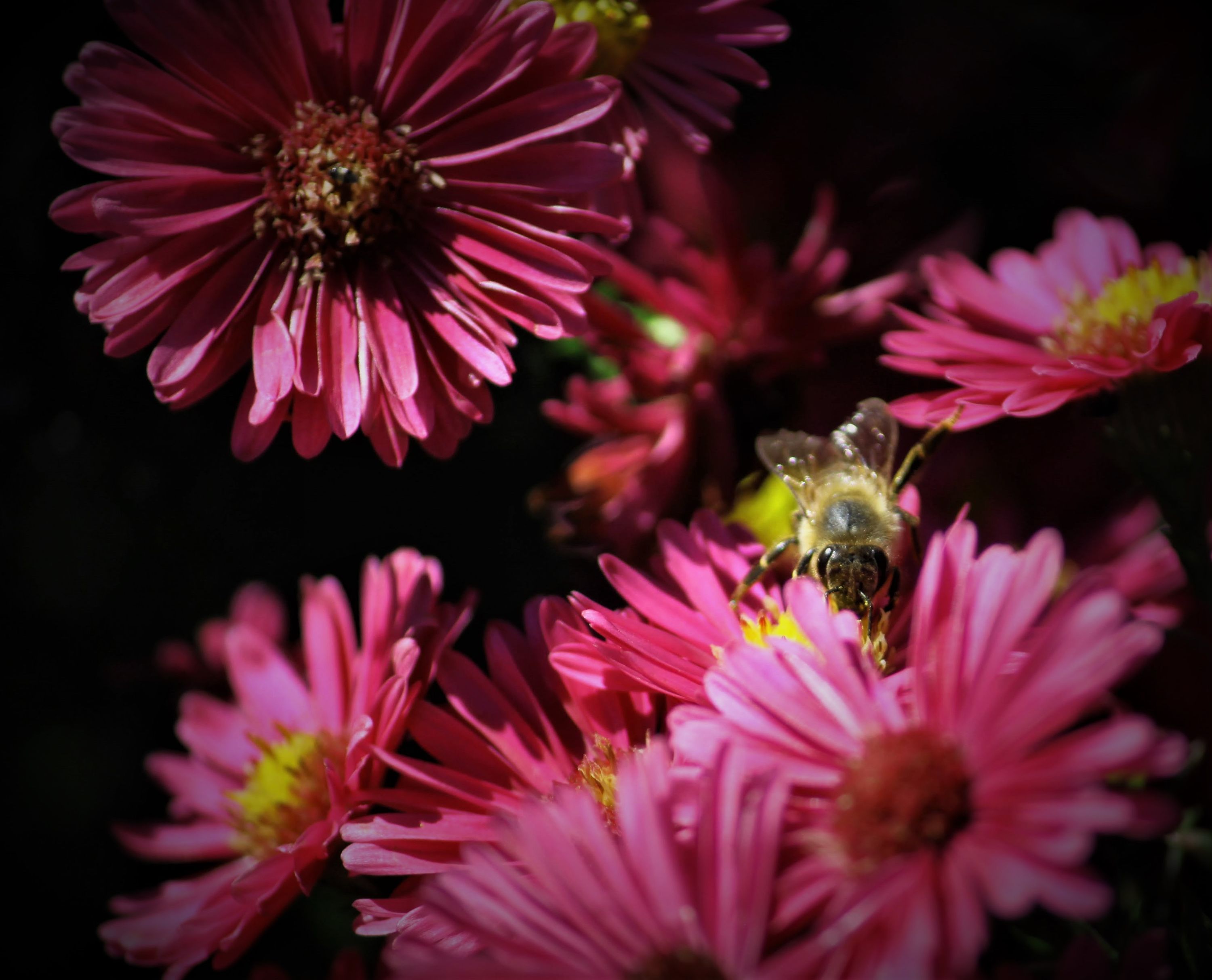 Fowers and bee