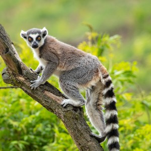 Lemur