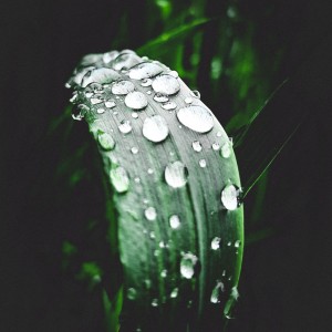 Kapky deště