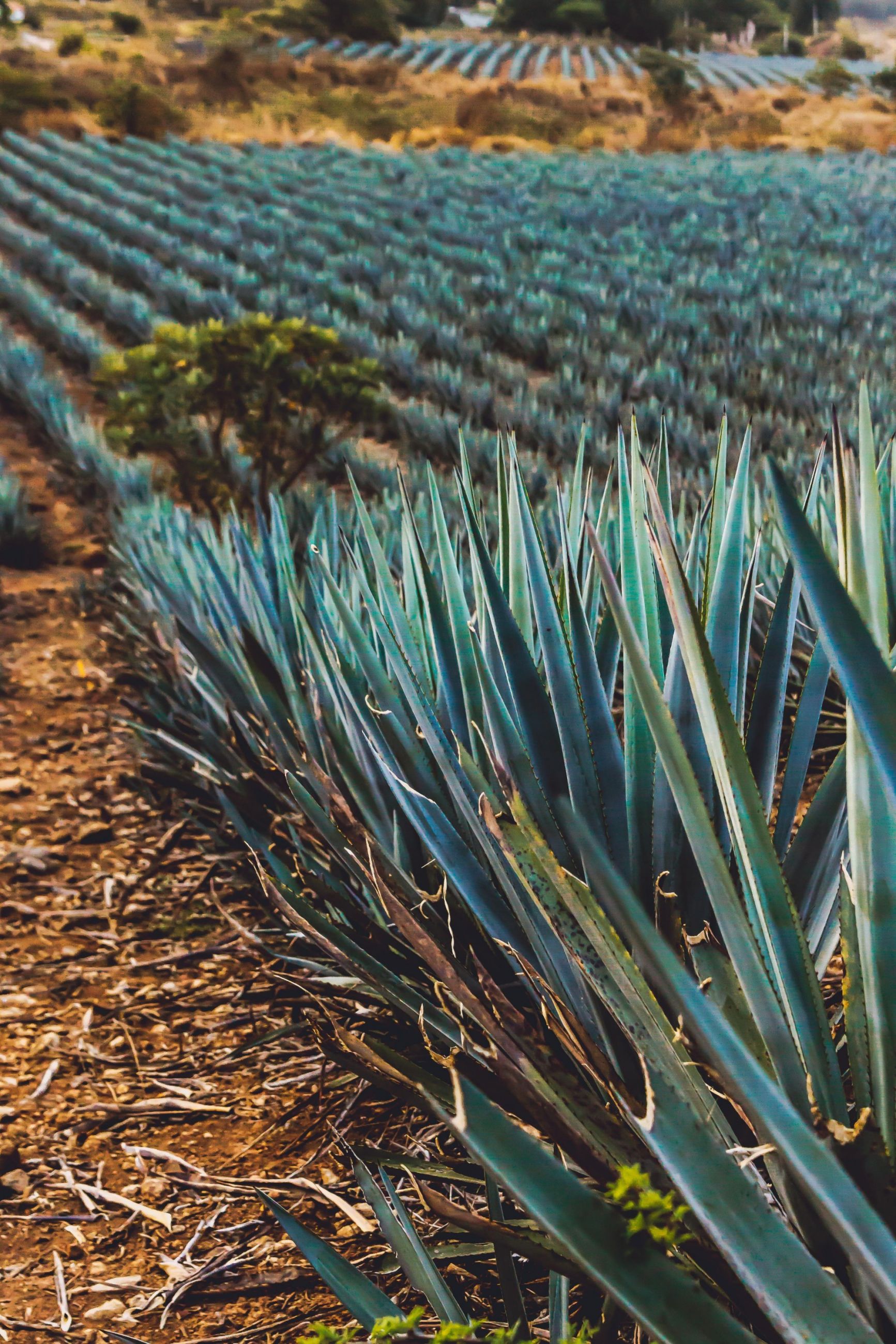 agave-2