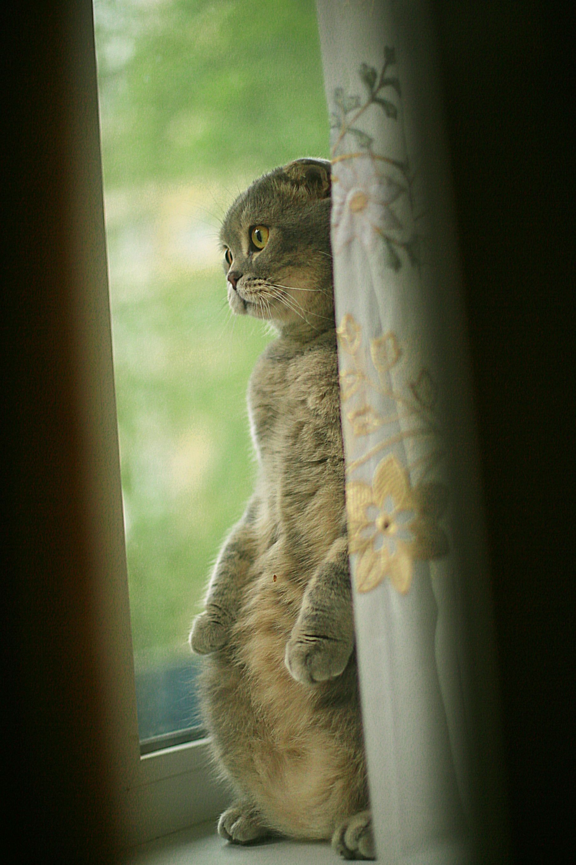 The cat and window