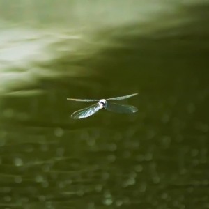 Libelle im Flug