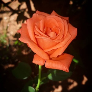 rosa laranja 🌹