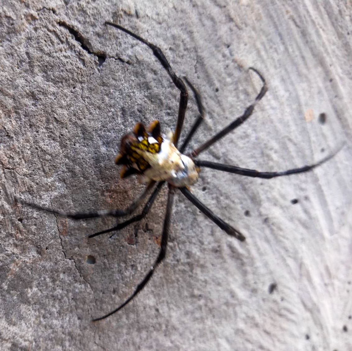 Araña