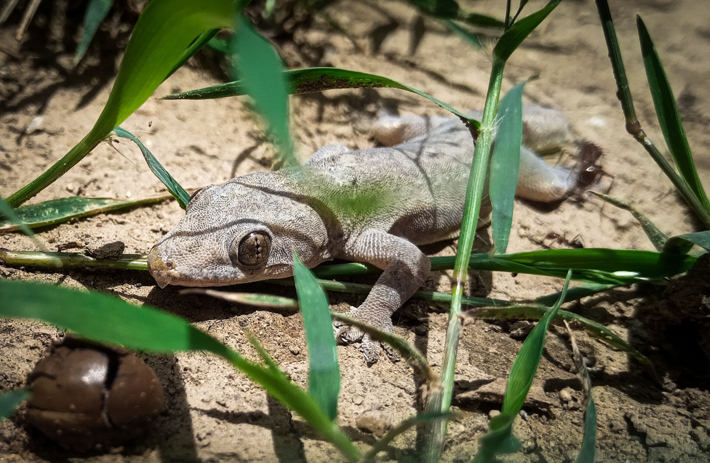 Gecko gris