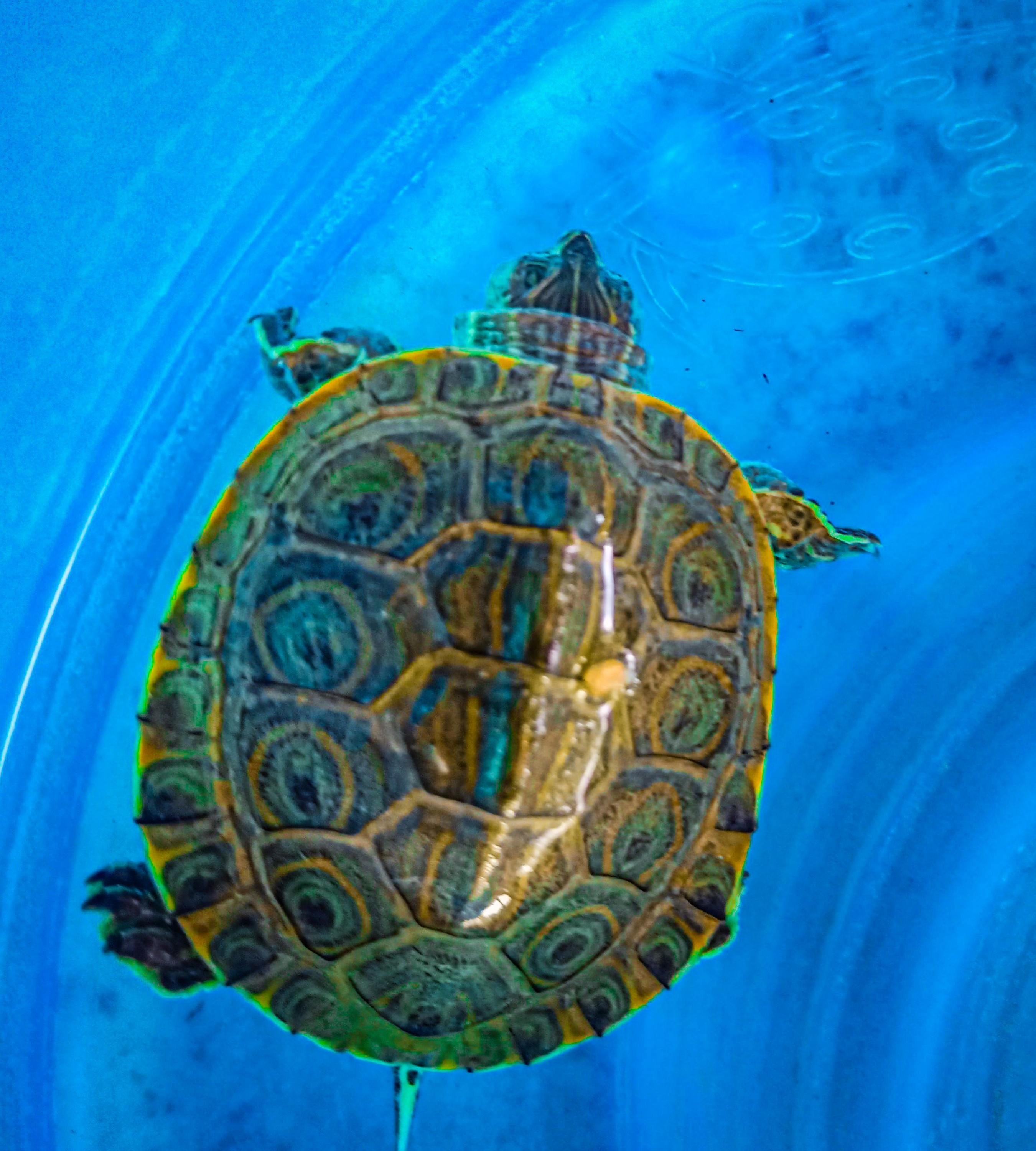 Mascota tortuga