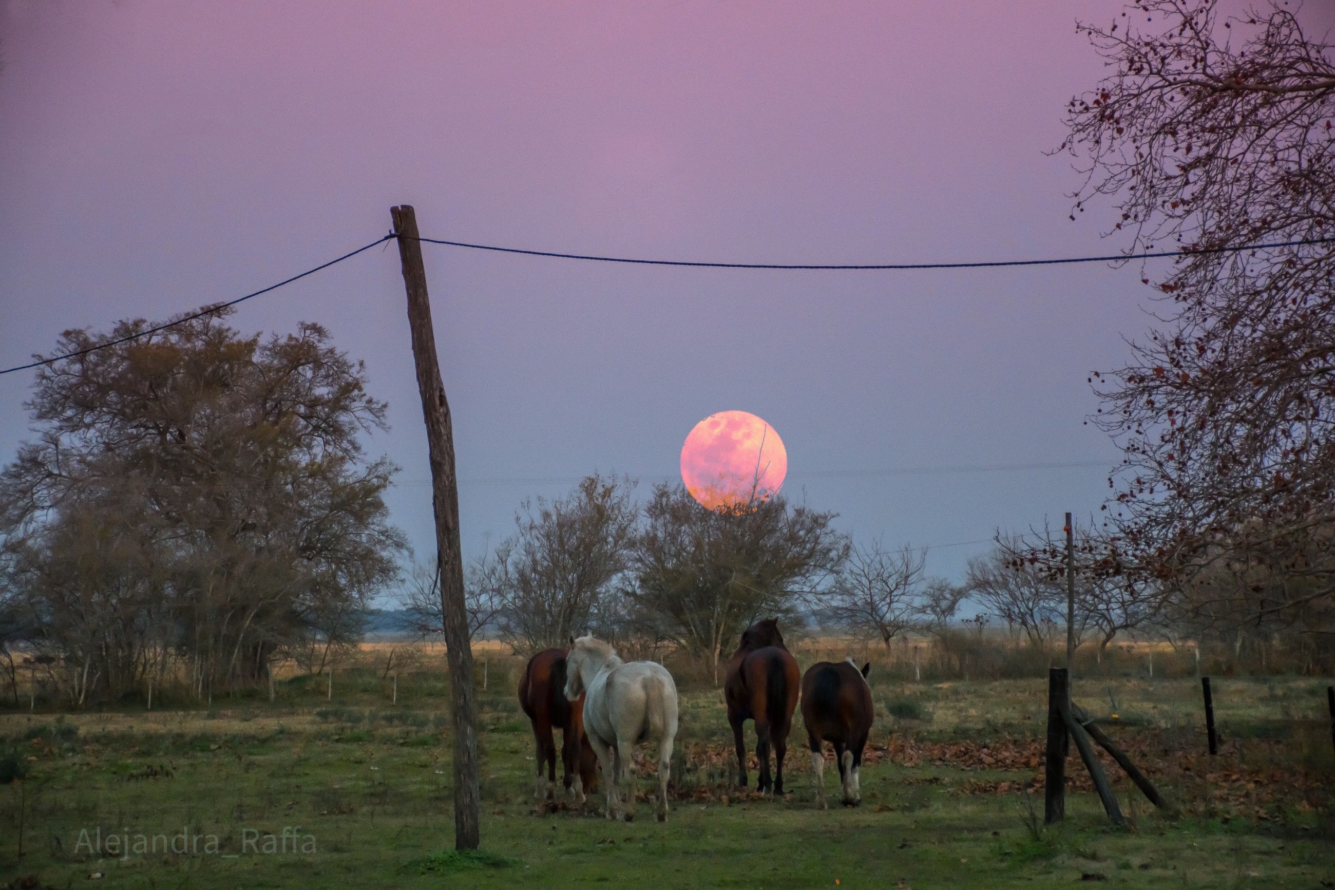 Pampa Argentina