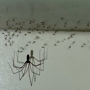 Spinnenfamilie