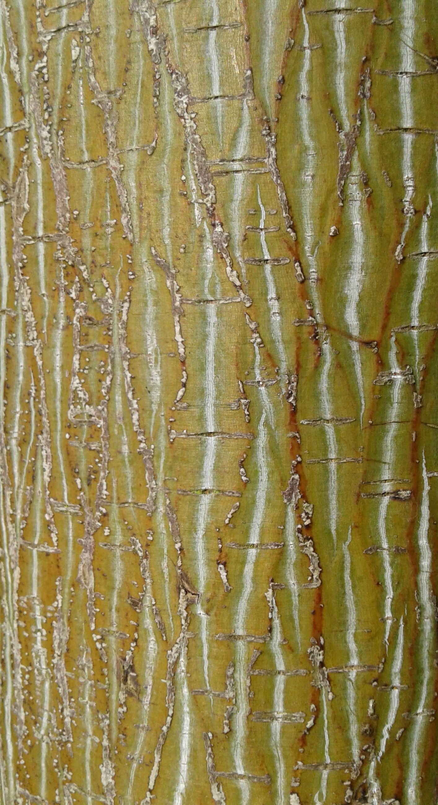 Detail of treetrunk.