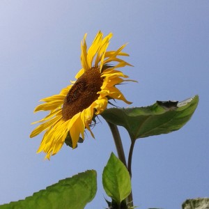 Sunny sunflower.