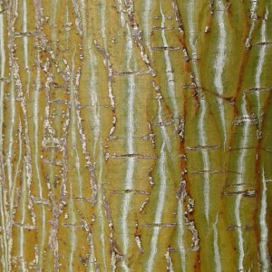 Detail of treetrunk.