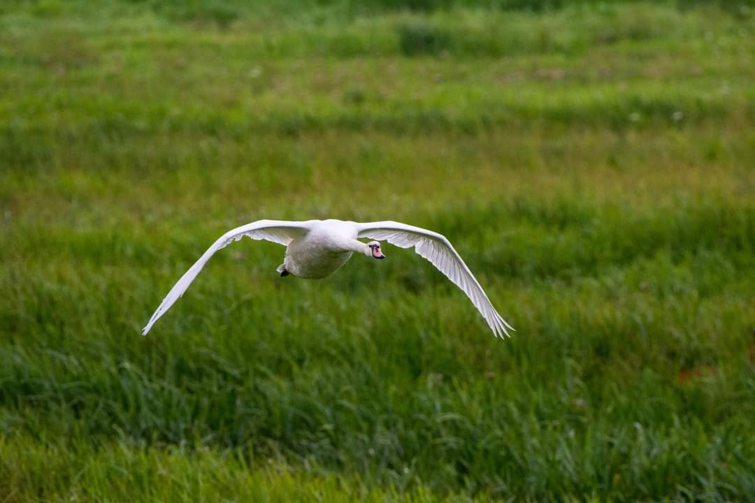 Swan  Flying