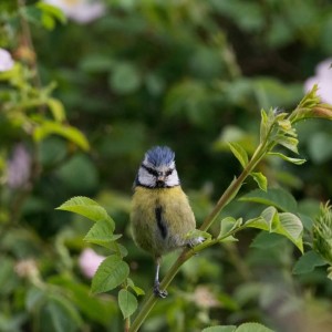 Small bird photogr9