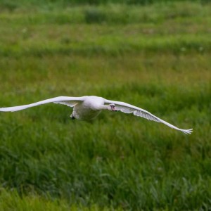 Swans wing span