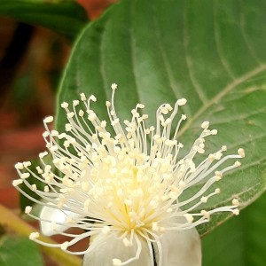 Flor de Guayaba
