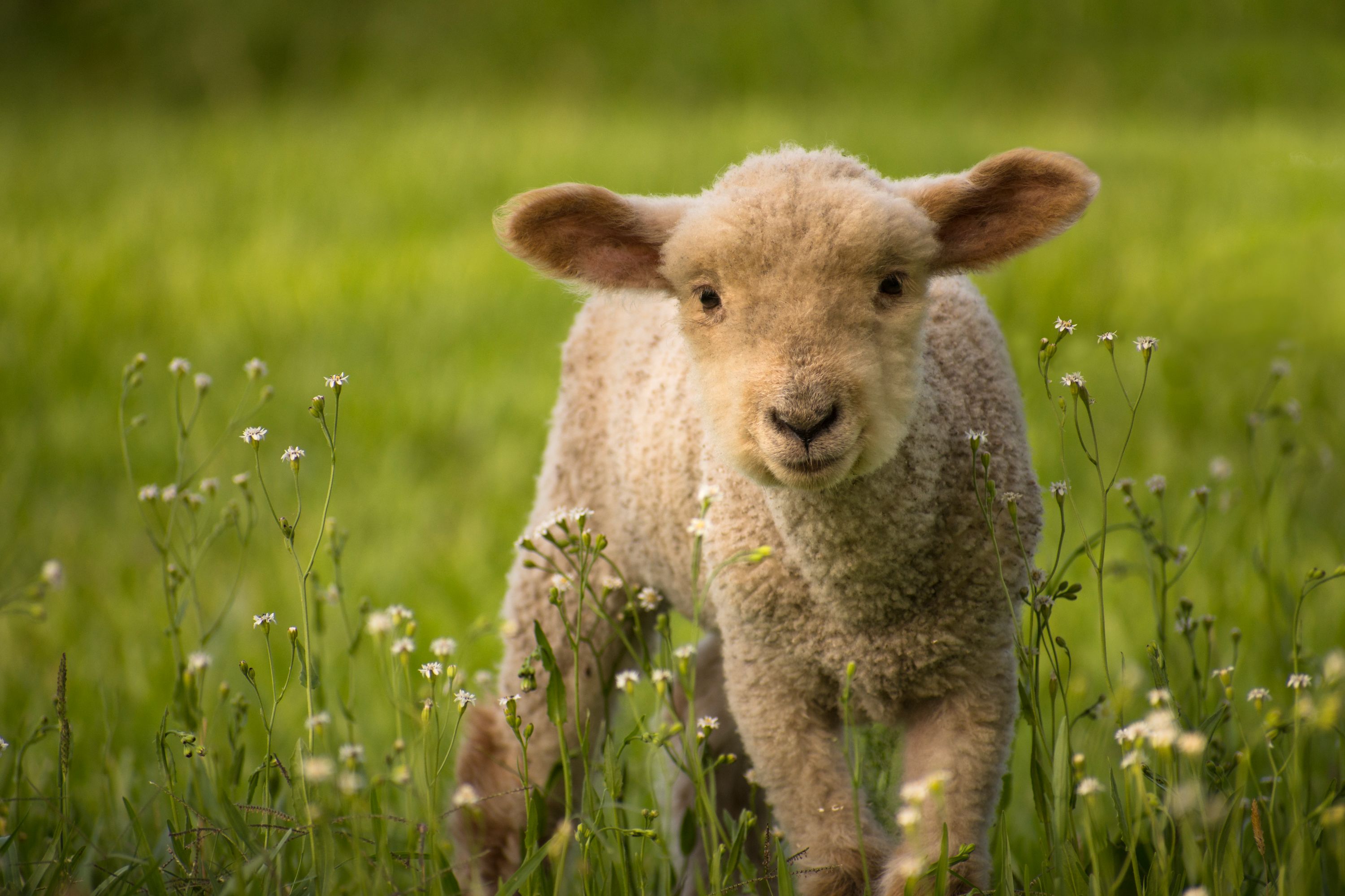 Little Sheep in the Meadow
