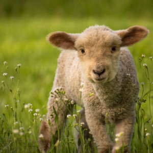 Little Sheep in the Meadow
