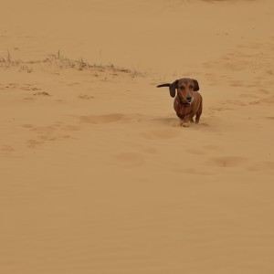 В песках.