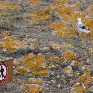 Território Privado - Berlengas - Eduardo Roseira