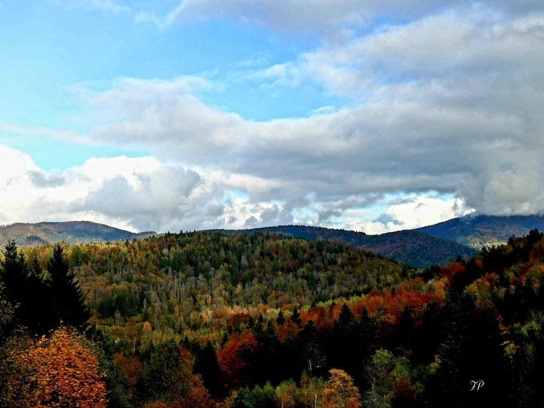 Les Vosges mordorées