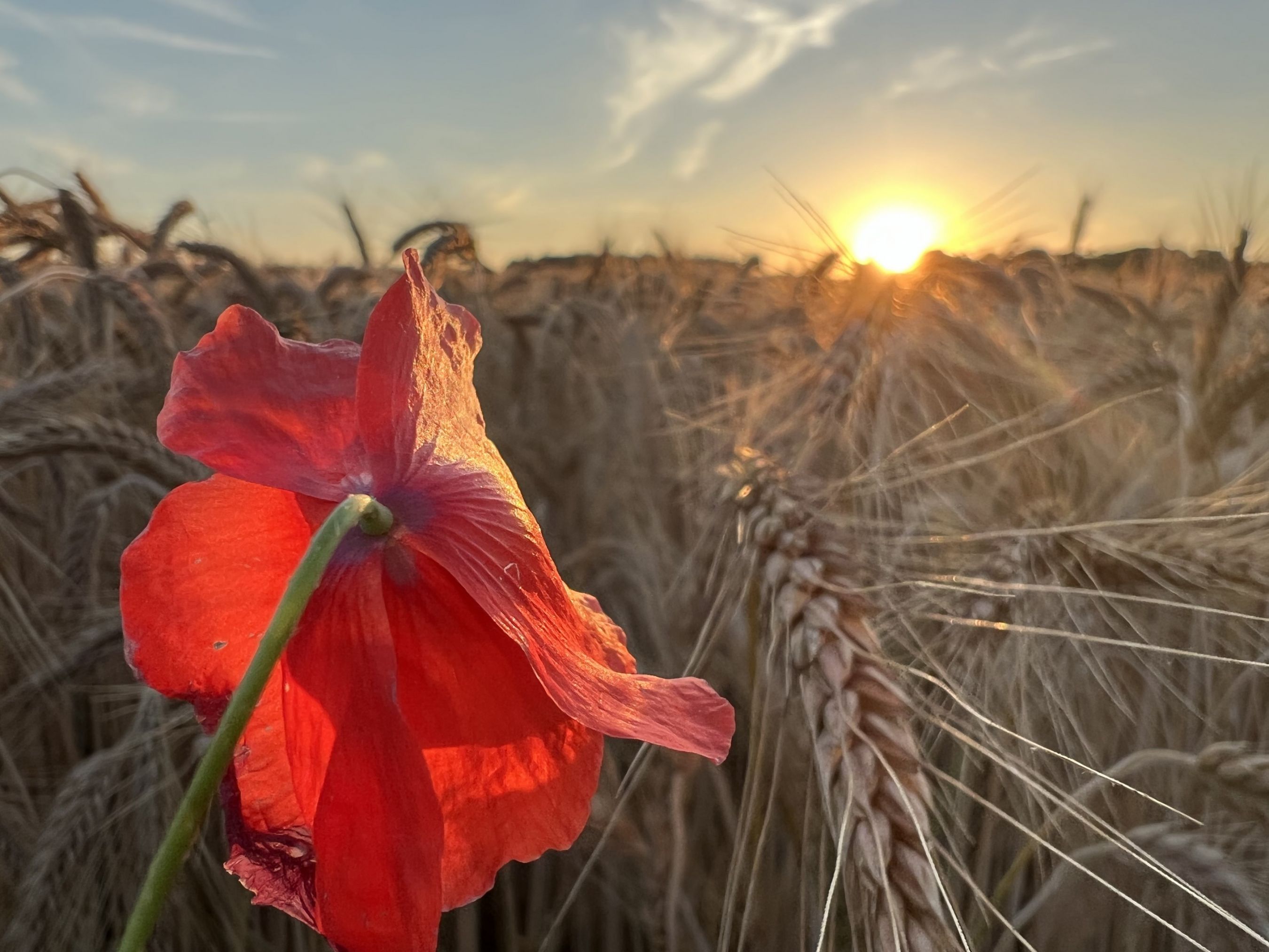 Joli coquelicot