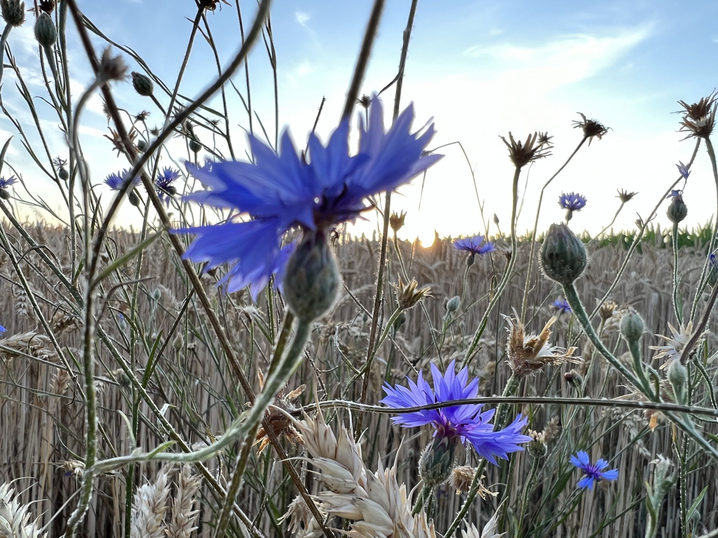 La vie en bleuets.