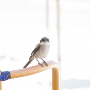 Bird looking at me