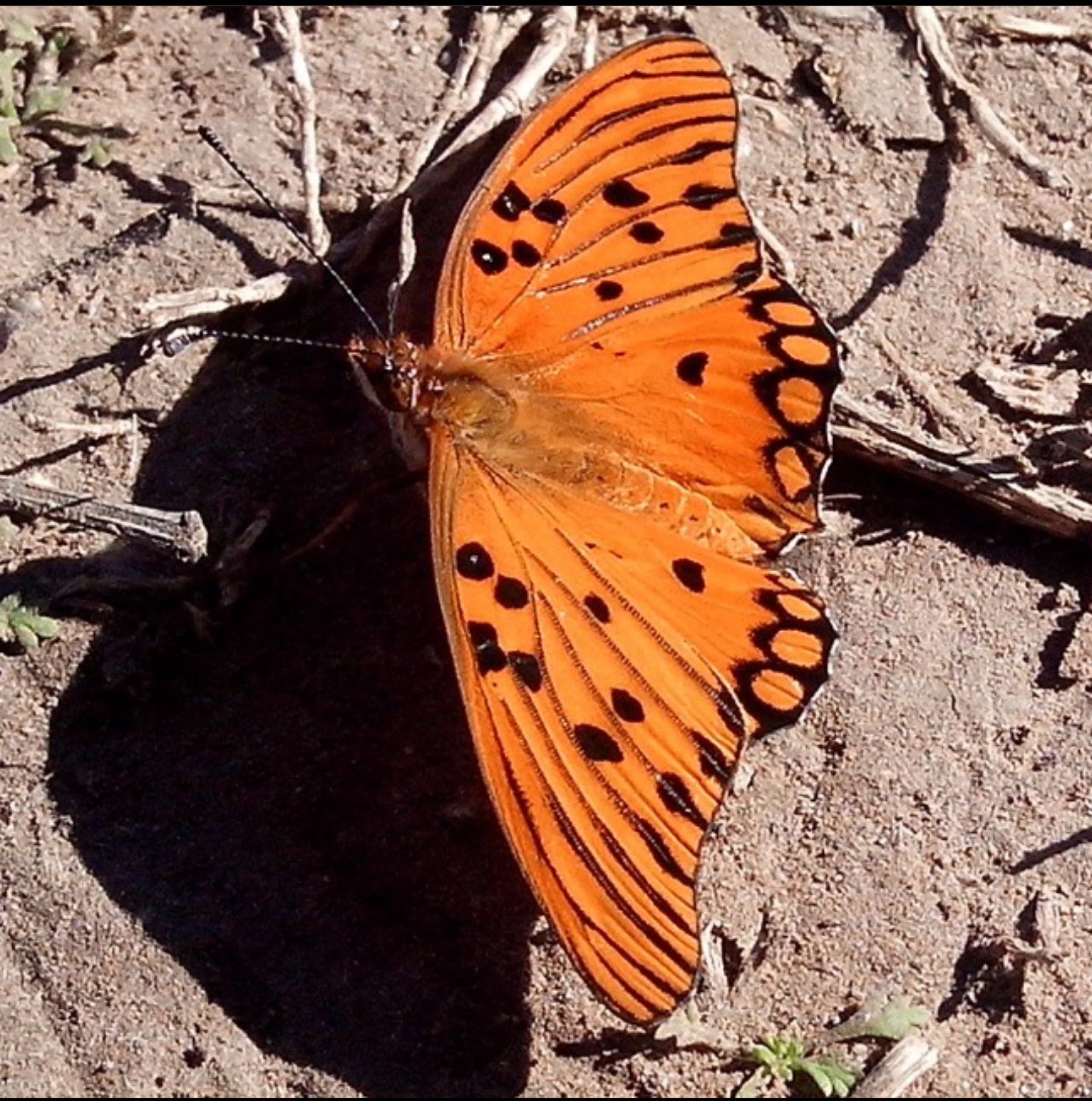 Mariposa