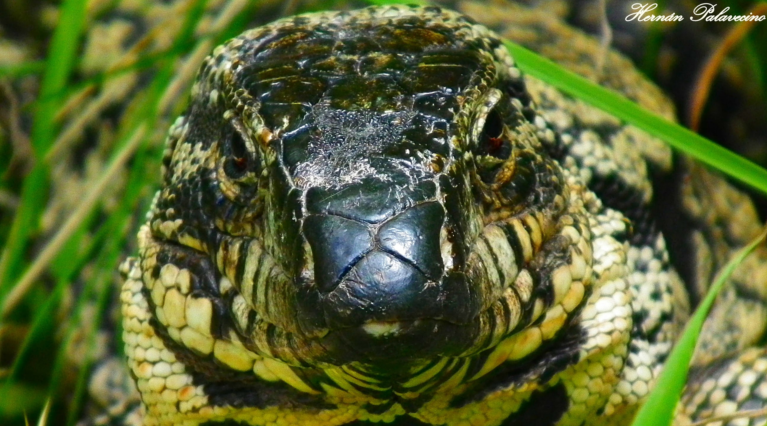 Mirada desafiante .